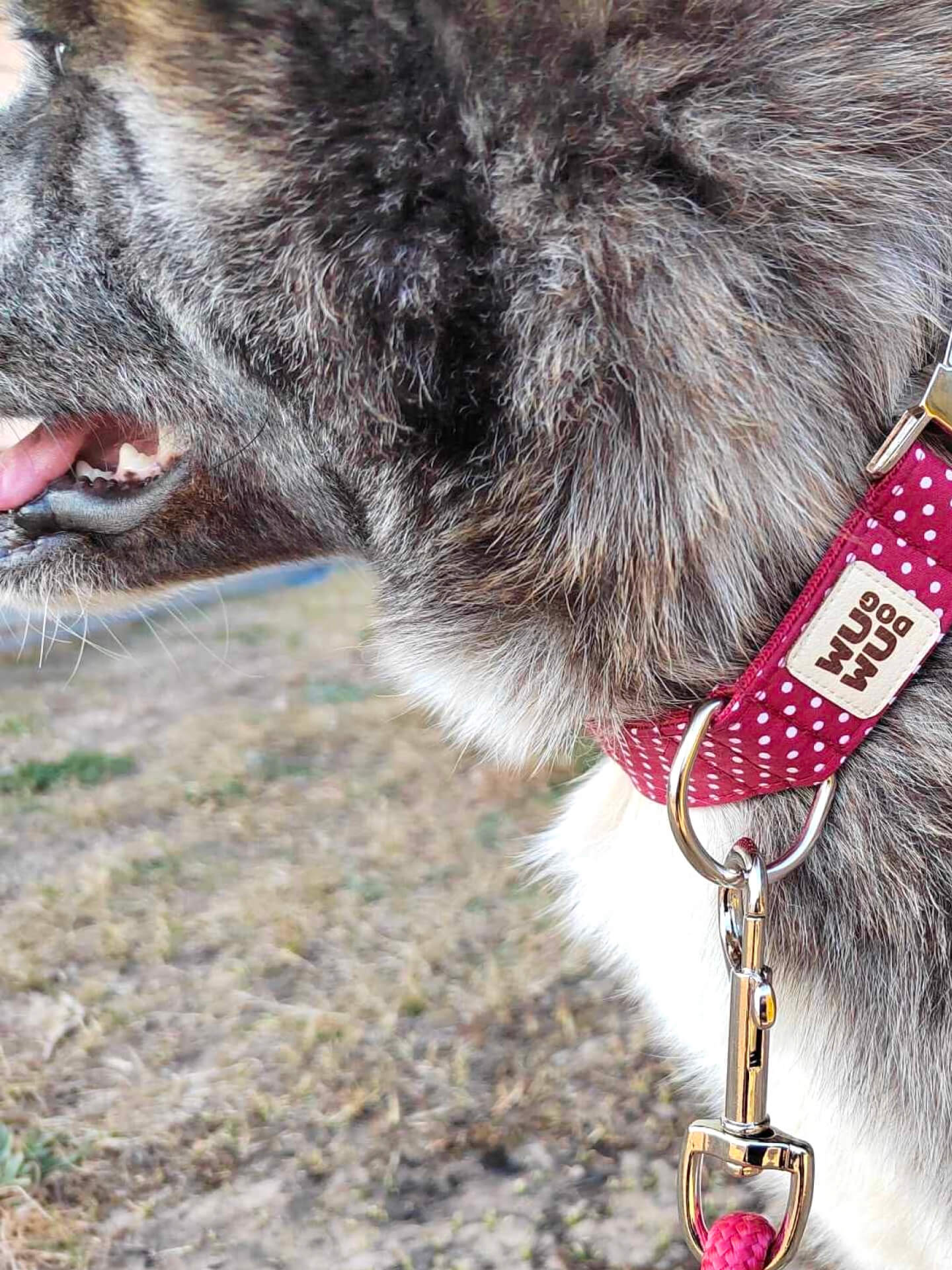 Tora és az új WUWU DOG Burgundy szettje ezüst kiegészítőkkel.