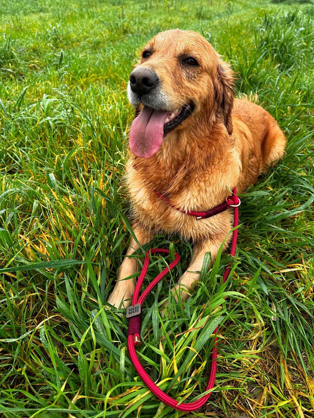 Bella az új WUWU DOG Retriever Pórázával már biztosan nem fogja húzni a gazdit séta közben.
