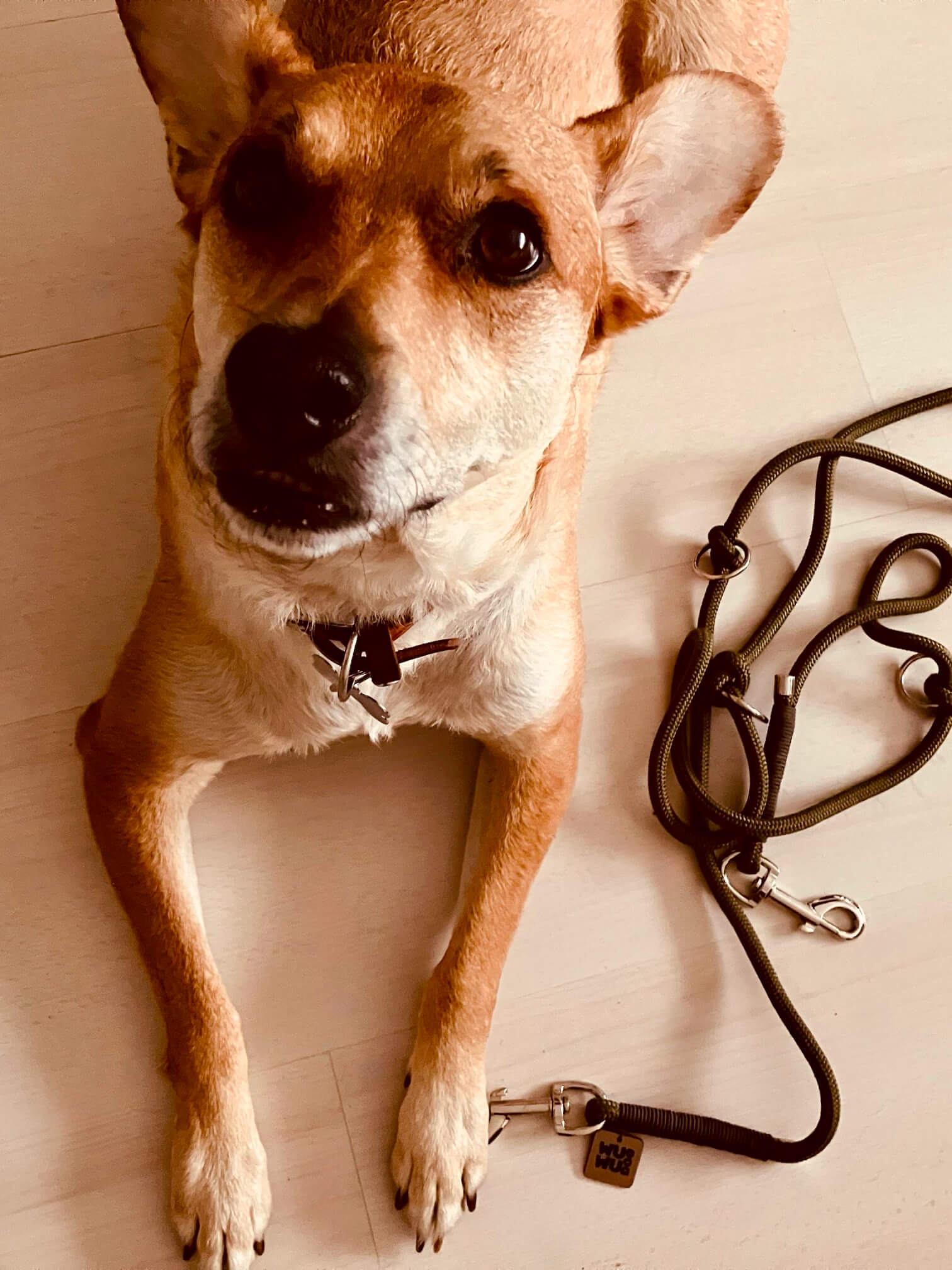Florka is nagyon várja már a sétákat a vadiúj WUWU DOG Olive Multiway Pórázával.