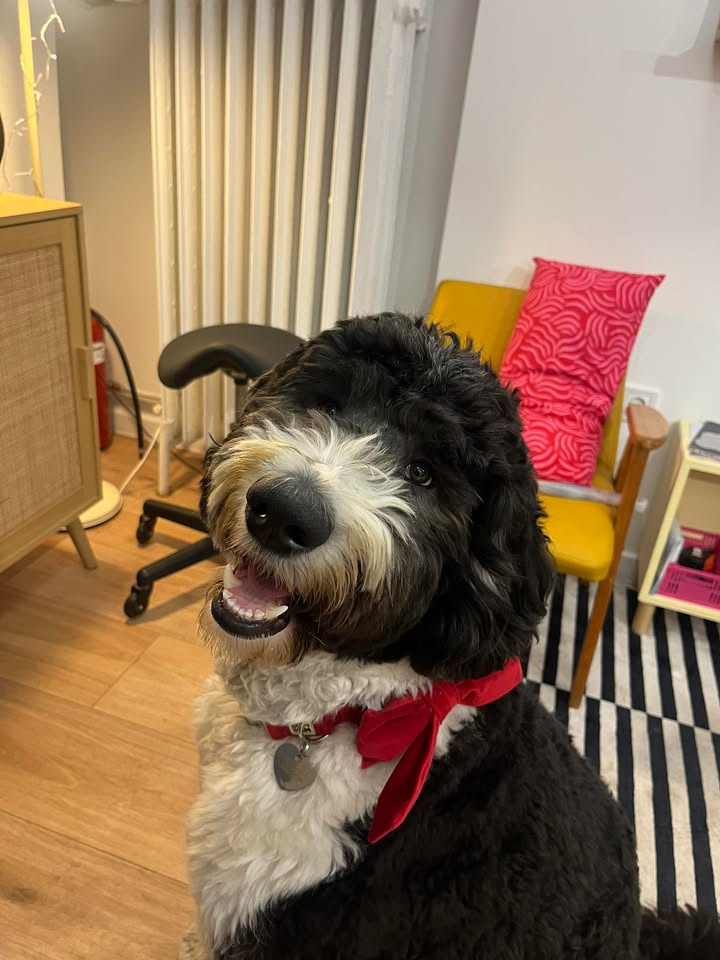 Pamut csodásan mutat új Merry Berry bársony nyakörv és masni szettjében.