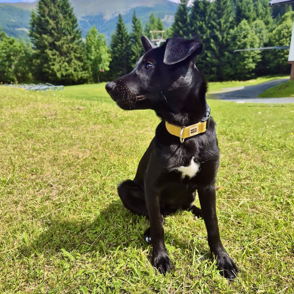 WUWU DOG Citrus Nyakörv és Póráz Szett