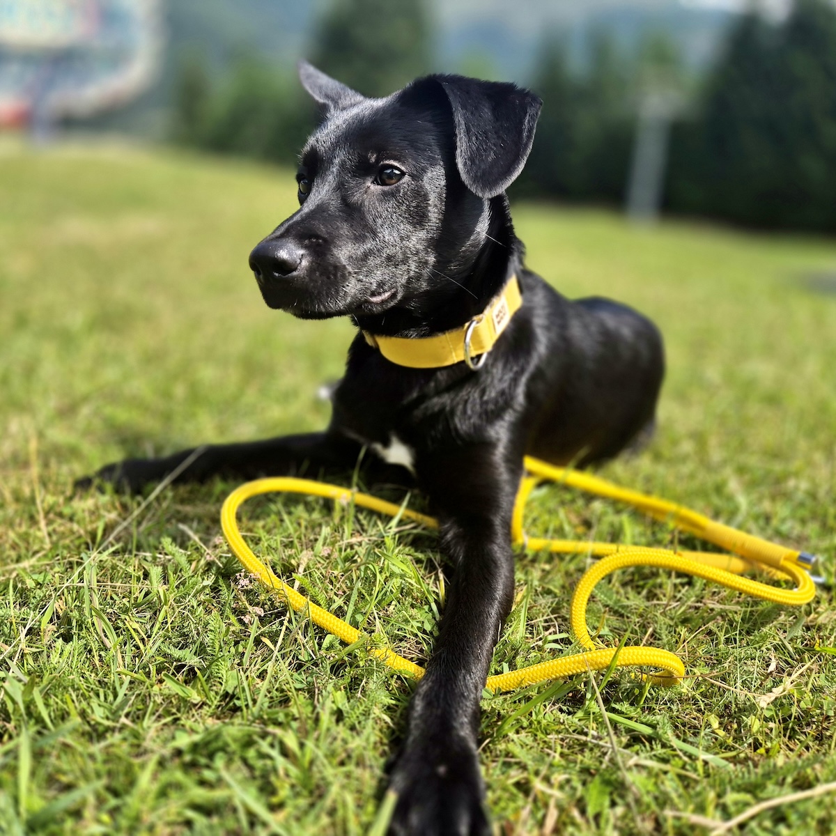 WUWU DOG Citrus Nyakörv és Póráz Szett