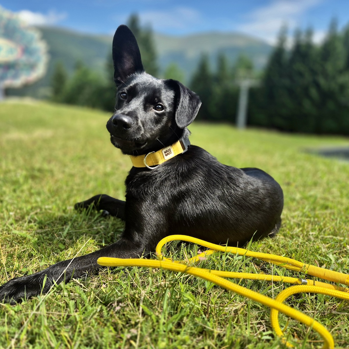 WUWU DOG Citrus Nyakörv és Póráz Szett