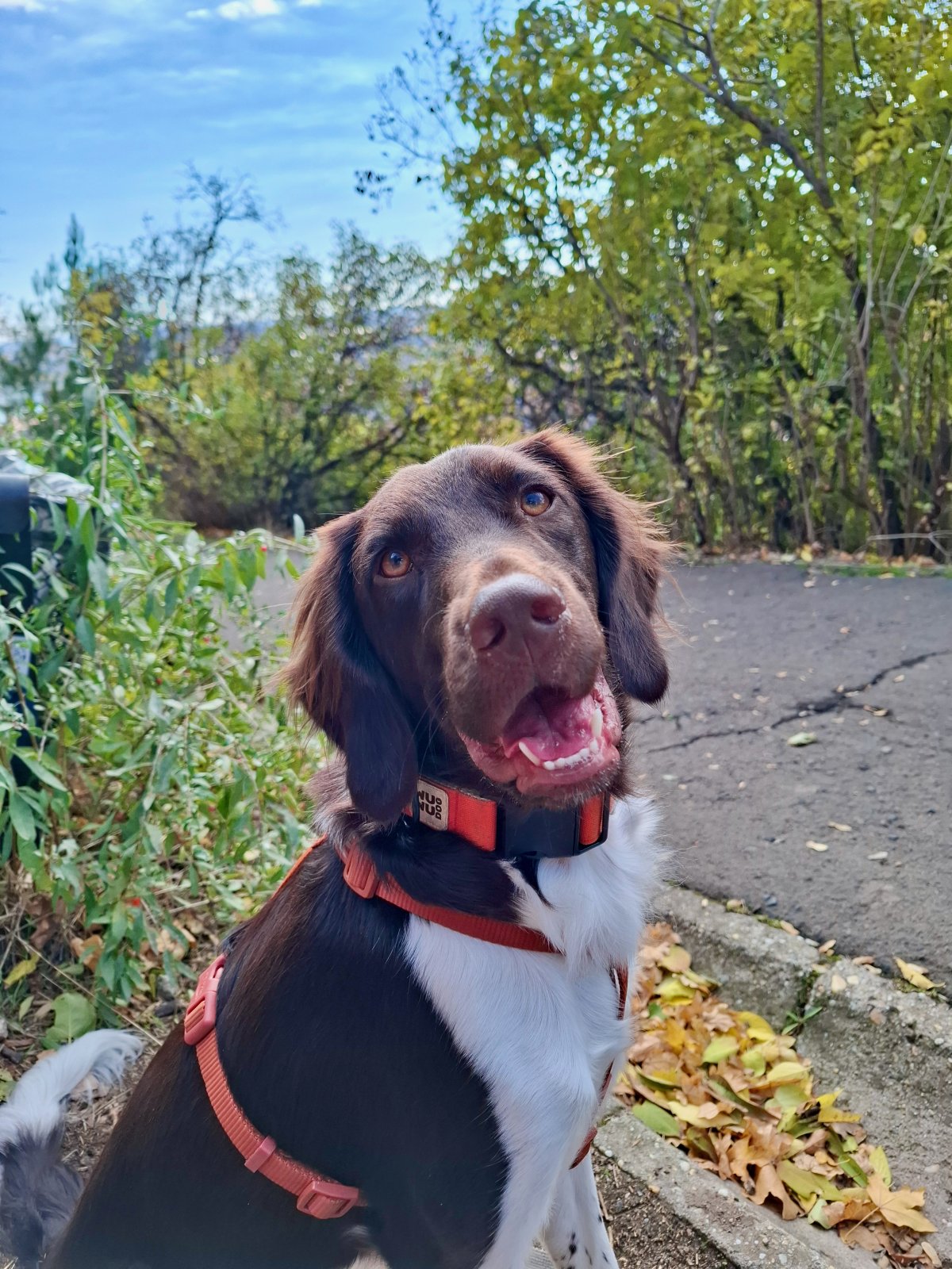 Bodza új Pumpkin nyakörvében készen áll az őszi kalandokra!