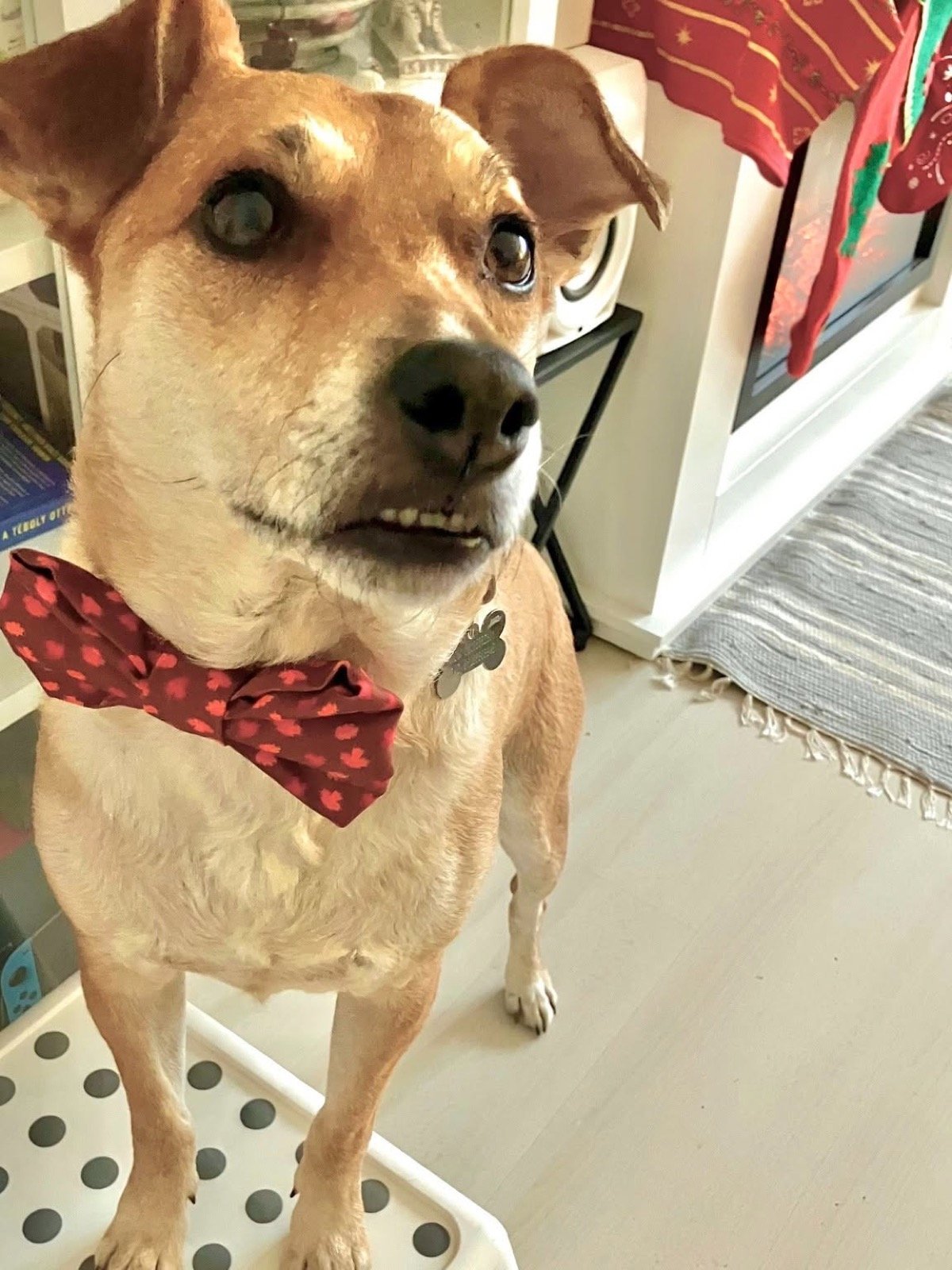 Florkának egyszerűen minden jól áll. Most egy igazi őszi hangulatú, faleveles csokinyakival lepte meg a gazdi 💛🍁
