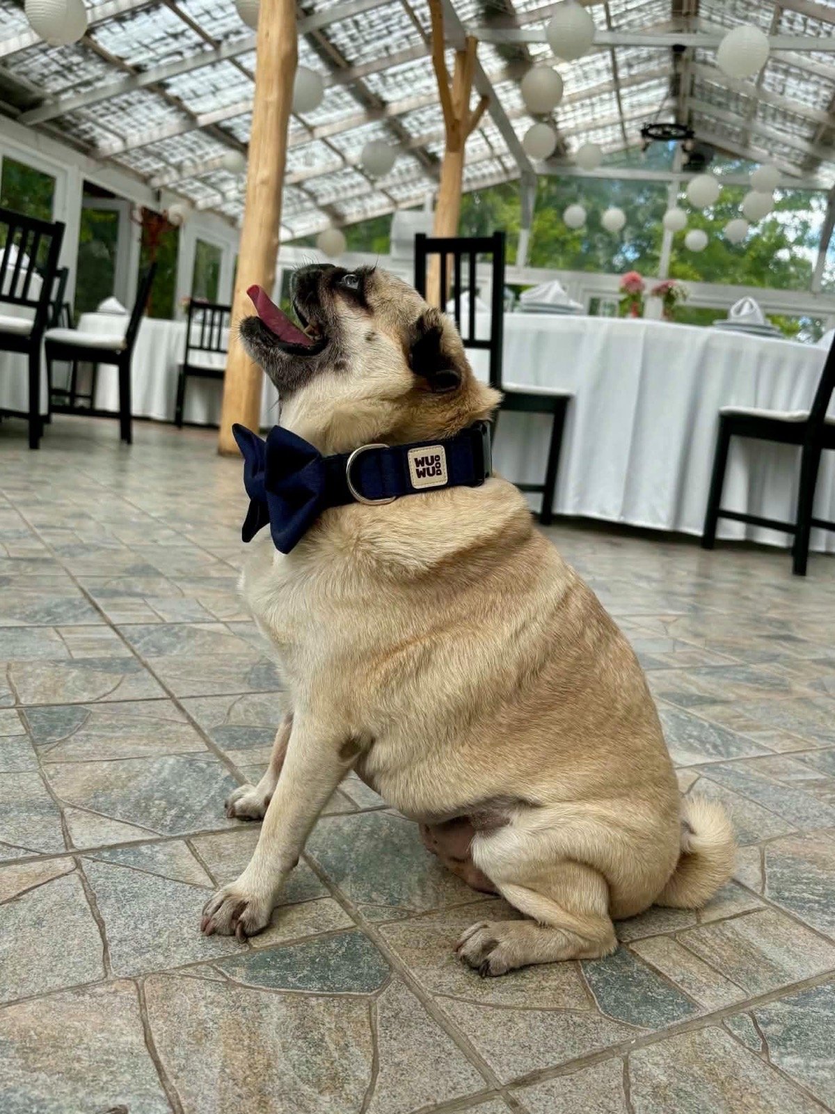 Krumpli az új szettjében. 💙🐶