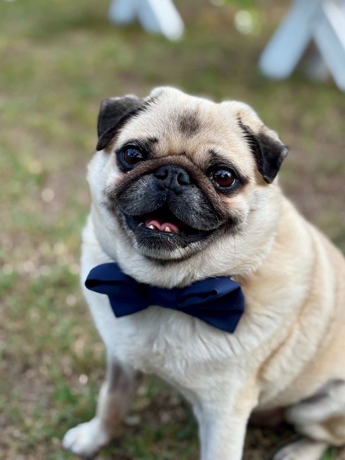 Krumpli az új szettjében. 💙🐶