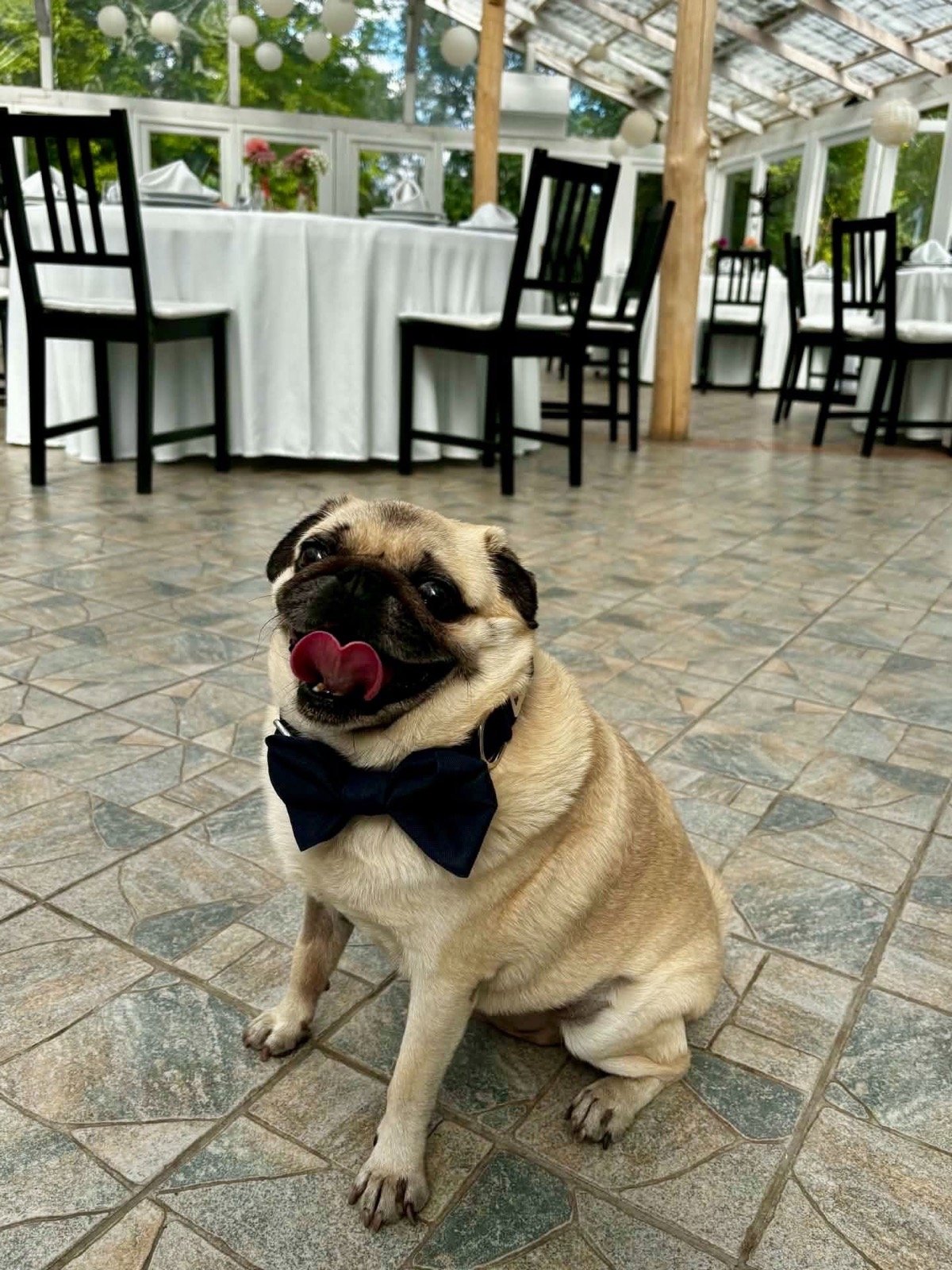Krumpli az új szettjében. 💙🐶
